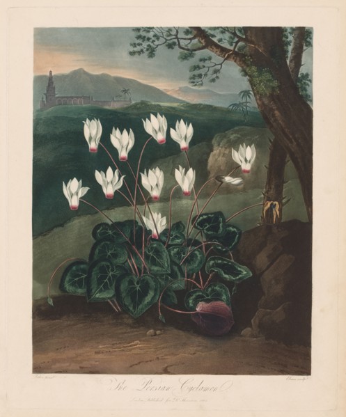 The Temple of Flora, or Garden of Nature:  The Persian Cyclamen, 1799-1807. Robert John Thornton