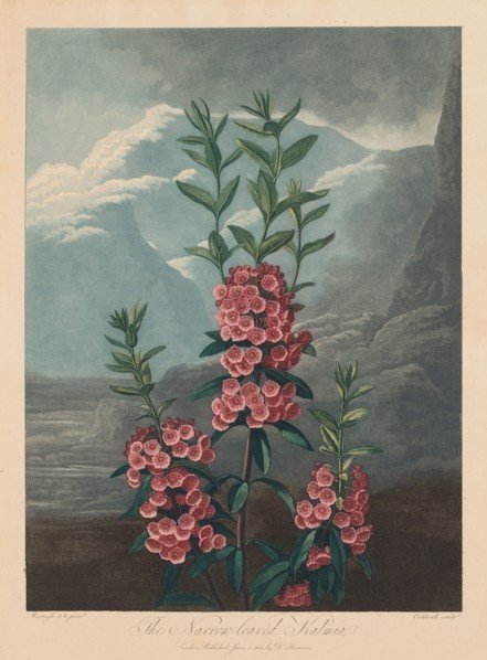 The Temple of Flora, or Garden of Nature:  The Narrow-leaved Kalmia, Mountain Laurel, 1804. Robert