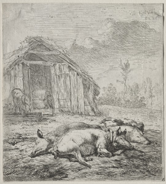 Three Swine Lying in Front of a Sty. Karel Dujardin (Dutch, c. 1622-1678). Etching