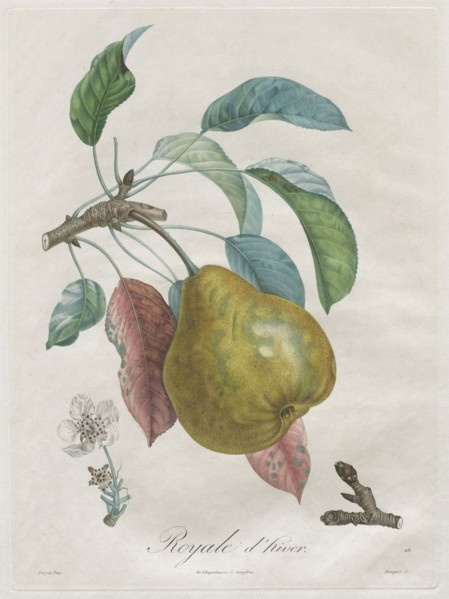 Traité des arbres fruitiers:  Royal d'hiver, 1808-1835. Henri Louis Duhamel du Monceau (French,