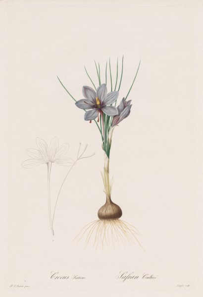 Les Liliacées:  Crocus Sativus, 1802-1816. Henry Joseph Redouté (French, 1766-1853). Stipple and