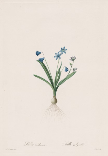 Les Liliacées:  Scilla amaena, 1802-1816. Henry Joseph Redouté (French, 1766-1853). Stipple and