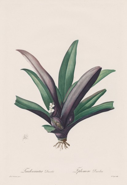 Les Liliacées:  Tradescantia discolor, 1802-1816. Henry Joseph Redouté (French, 1766-1853). Stipple