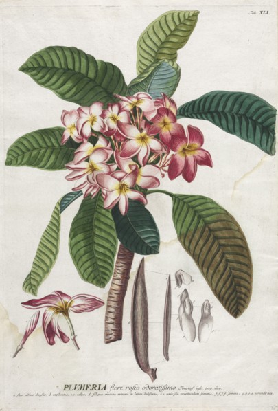 Plantae Selectae:  No. 41. Georg Dionysius Ehret (German, 1708-1770), Christopher Jacob Trew
