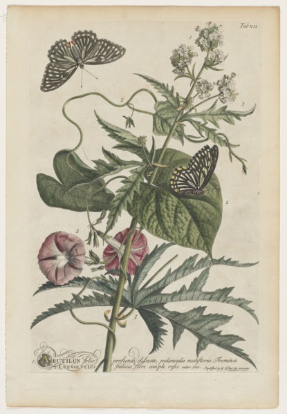 Plantae et papiliones rariores:  No. 7, 1748. Georg Dionysius Ehret (German, 1708-1770). Engraving,