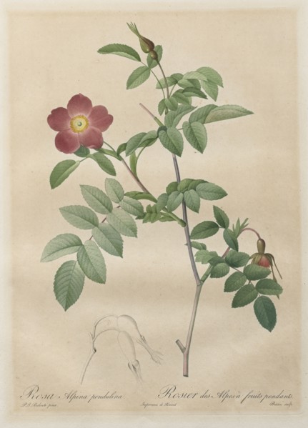 Les Roses:  Rosa alpina pendulina, 1817-1824. Henry Joseph Redouté (French, 1766-1853). Stipple and