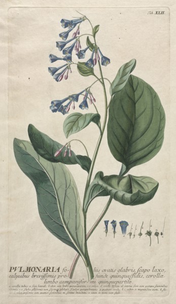 Plantae Selectae:  No. 42 - Pulmonaria. Georg Dionysius Ehret (German, 1708-1770), Christopher