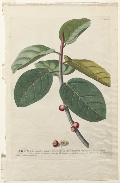 Plantae Selectae:  No. 50 - Ficus. Georg Dionysius Ehret (German, 1708-1770), Christopher Jacob