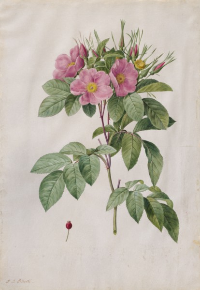 Pasture Rose (Rosa Carolina Corymbosa), 1817-1824. Henry Joseph Redouté (French, 1766-1853).
