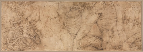 Torsos with Rib Cages, early 1540s. Battista Franco (Italian, c. 1510-1561). Pen and brown ink;
