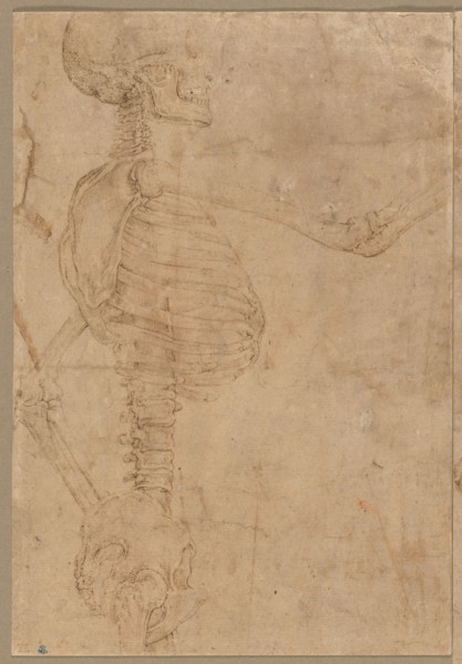 Half-Length Skeleton in Profile, early 1540s. Battista Franco (Italian, 1498?-1561). Pen and brown