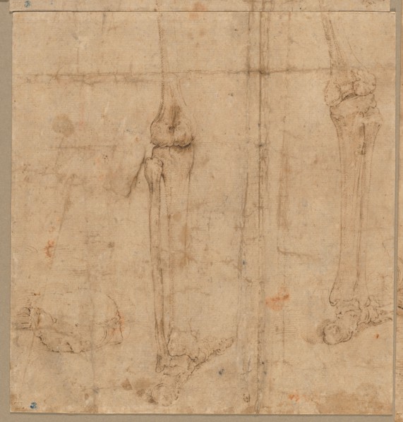 Lower Half of Skeleton from the Back, early 1540s. Battista Franco (Italian, c. 1510-1561). Pen and