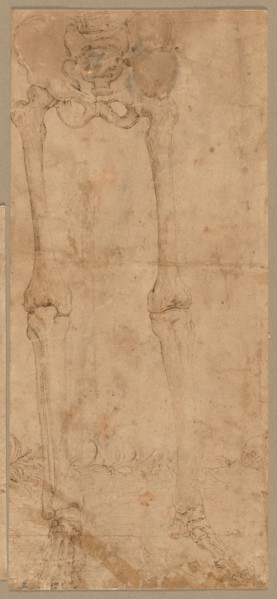 Lower Half of Skeleton from the Front, early 1540s. Battista Franco (Italian, c. 1510-1561). Pen
