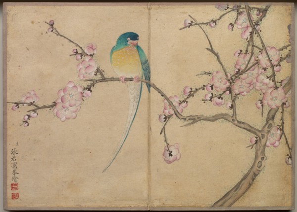Desk Album: Flower and Bird Paintings (Bird with Plum Blossoms), 18th Century. Zhang Ruoai