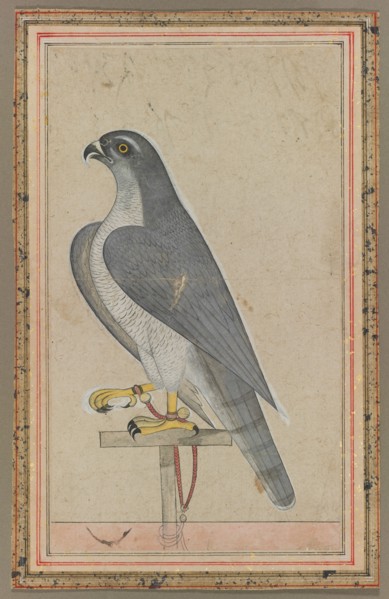 Falcon, c. 1770. India, Pahari, probably Jammu, 18th century. Opaque watercolor on paper; image: 27