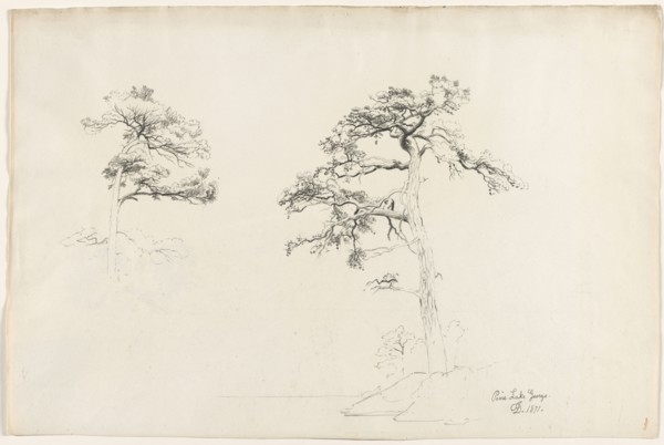 Pine, Lake George, 1871. David Johnson (American, 1827-1908). Pencil;