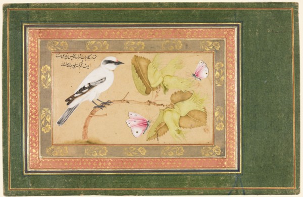 Black and White Bird Perched on a Shrub, 1651-1652. Shafi' Abbasi (Iranian). Opaque watercolor,