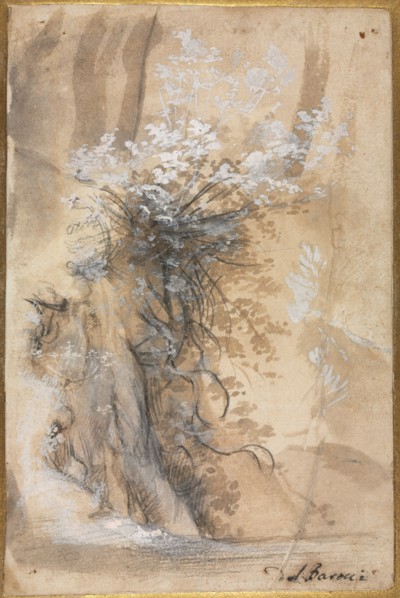 Flowering Bush above an Eroded Bank, 1565-1570. Federico Barocci (Italian, 1528-1612). Black chalk,