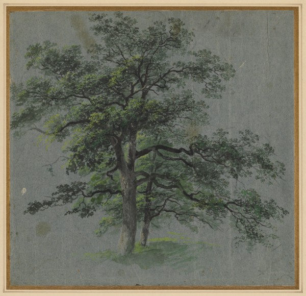 Two Trees, first half 1800s. Johann Jacob Dorner (German, 1775-1852). Brush and black and gray