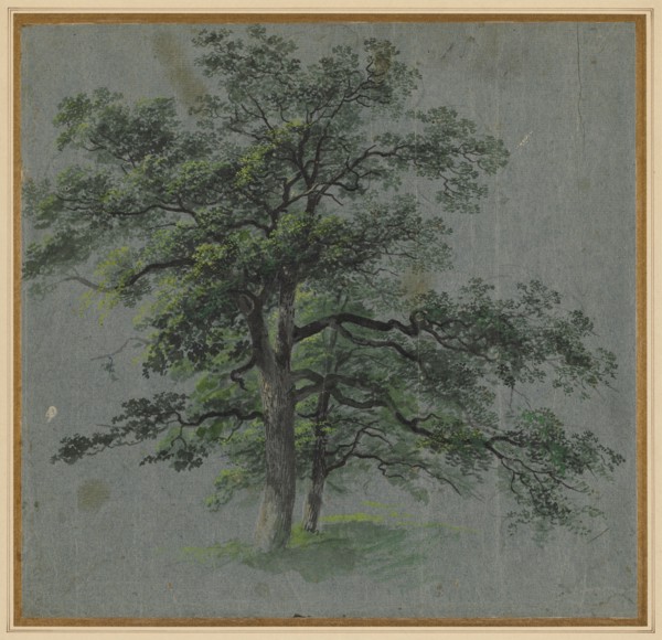 Two Trees (recto) Tree Studies (verso), first half 1800s. Johann Jacob Dorner (German, 1775-1852).