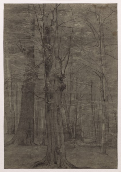 Trees. Leopold Bode (German, 1831-1906). Black chalk, with stumping and erasing; framing lines in