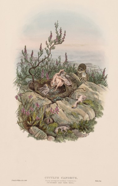 The Birds of Great Britain:  Cuculus canorus. John Gould (British, 1804-1881). Lithograph