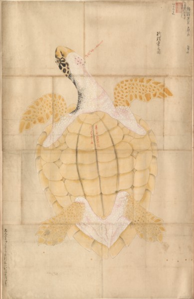 Tortoise, 18th century. Japan, Edo period (1615-1868). Watercolor on paper; framed: 114.4 x 75.5 cm