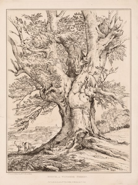 Beech in Windsor Forest, 1805. William Alfred Delamotte (British, 1775-1863). Engraving