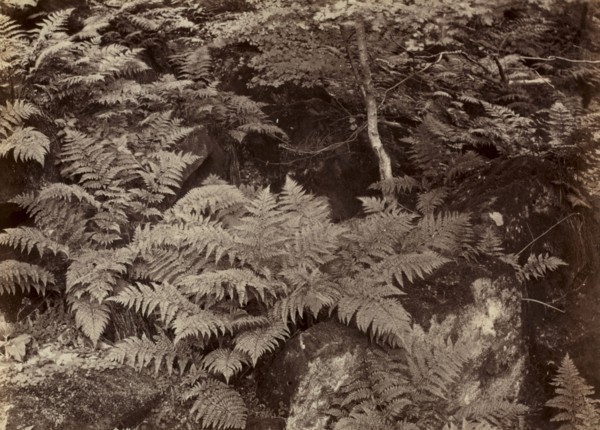 Untitled (Fern Study), late 1870s. Frank Meadow Sutcliffe (British, 1853-1941). Albumen print;