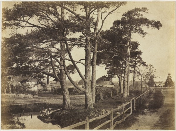 Scotch Firs, Hawkhurst, 1853. Benjamin Brecknell Turner (British, 1815-1894). Albumen print from
