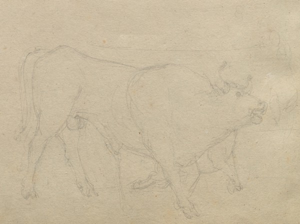 Album with Views of Rome and Surroundings, Landscape Studies, page 51b: Study of a Bull. Franz