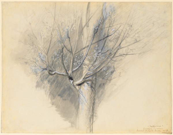 Budding Sycamore, c. 1876. John Ruskin (British, 1819-1900). Black and gray wash, gouache, and