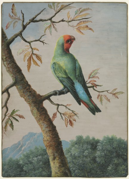 Bird Study. George Edwards (British, 1694-1773). Watercolor with gouache;