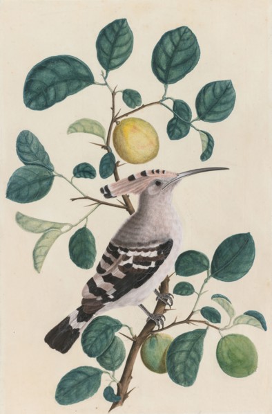 Hoopoe on a Citrus Tree Branch, c. 1800. India, Company school, Calcutta, early 19th Century. Color