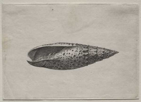 Shells:  Mitra papalis L, c. 1640s. Wenceslaus Hollar (Bohemian, 1607-1677). Etching and engraving