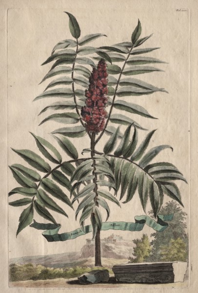Phytographia Curiosa:  Sumach Arbor. Abraham Munting (Dutch, 1626-1683). Etching, hand colored with