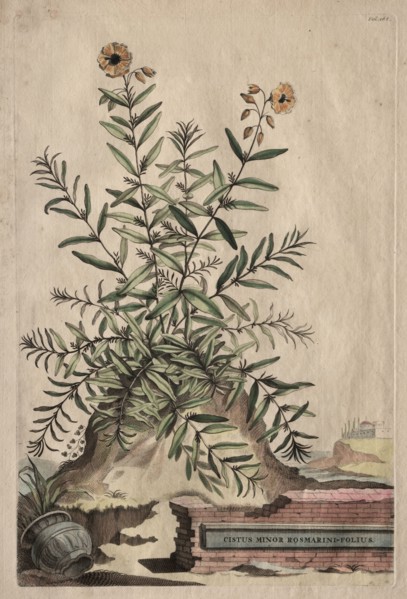 Phytographia Curiosa:  Cistus Minor Rosmarini-Folius. Abraham Munting (Dutch, 1626-1683). Etching,
