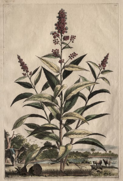Phytographia Curiosa:  Spiraea Theophrasti. Abraham Munting (Dutch, 1626-1683). Etching, hand
