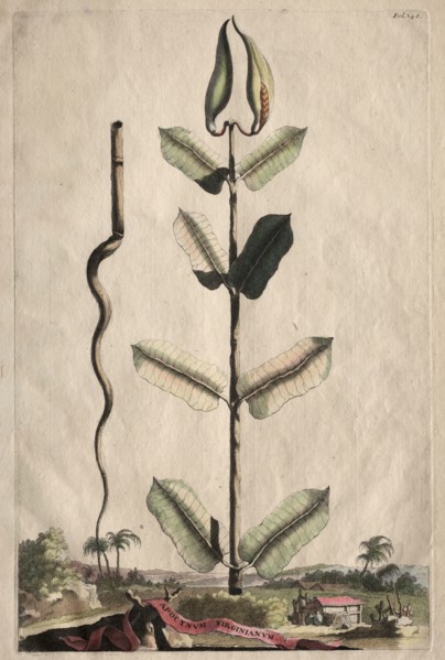 Phytographia Curiosa:  Apocynum Virginianum. Abraham Munting (Dutch, 1626-1683). Etching, hand