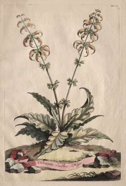 Phytographia Curiosa:  Horminum Indicum Majus. Abraham Munting (Dutch, 1626-1683). Etching, hand