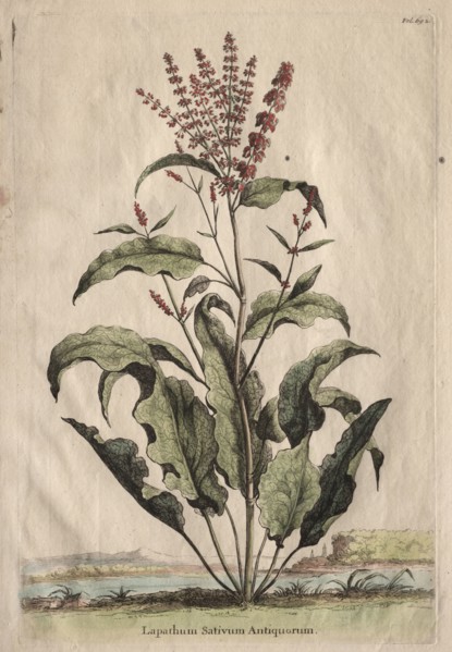 Phytographia Curiosa:  Lapathum Sativum Antiquorum. Abraham Munting (Dutch, 1626-1683). Etching,