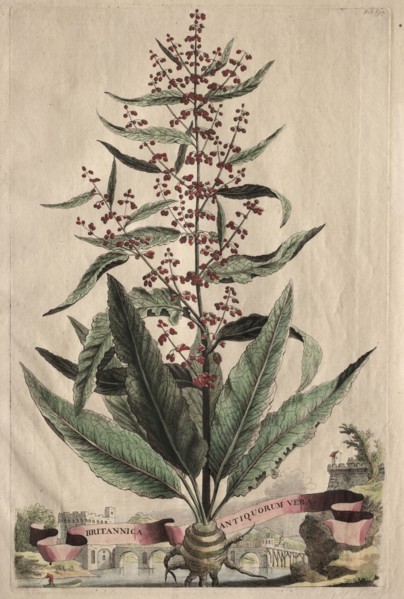 Phytographia Curiosa:  Britannica Antiquorum Vera. Abraham Munting (Dutch, 1626-1683). Etching,