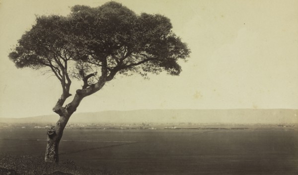 Untitled (Landscape near Watsonville, California), c. 1879. Eadweard J. Muybridge (American,