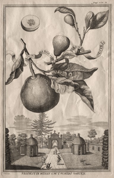 Nurnbergische Hesperides: Limon bergamotto personzin gientile, 1714. Joseph de Montalegre