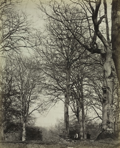 The History of Windsor's Great Park and Windsor Forest by William Menzies (book): Queen Adelaide's