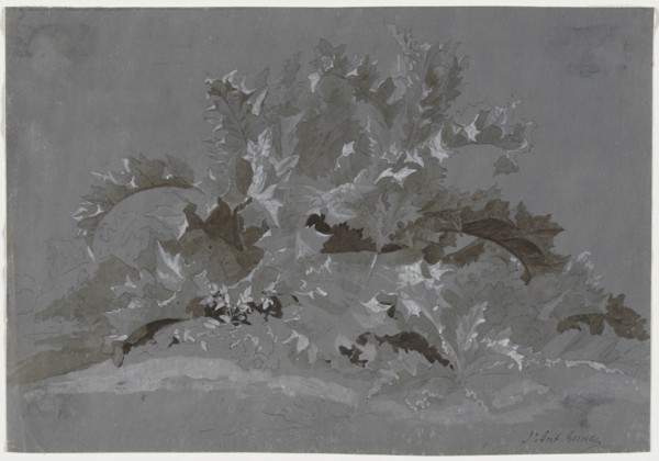 Study of Weeds, 1800-1850. Jean Antoine Linck (Swiss, 1766-1843). Brush and gray, black and white