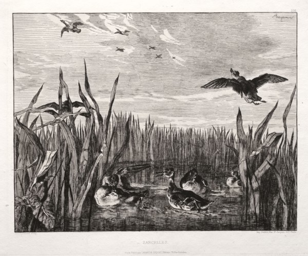 published by the Societé des Aquafortistes, 1864: Teals, 1853 (printed 1864). Félix Bracquemond