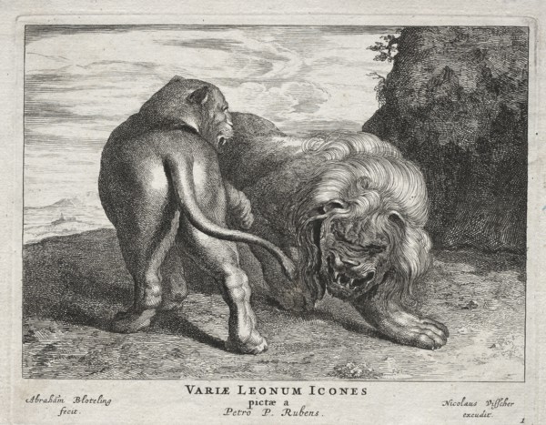 Various Lions. Abraham Blooteling (Dutch, 1640-1690), after Peter Paul Rubens (Flemish, 1577-1640).