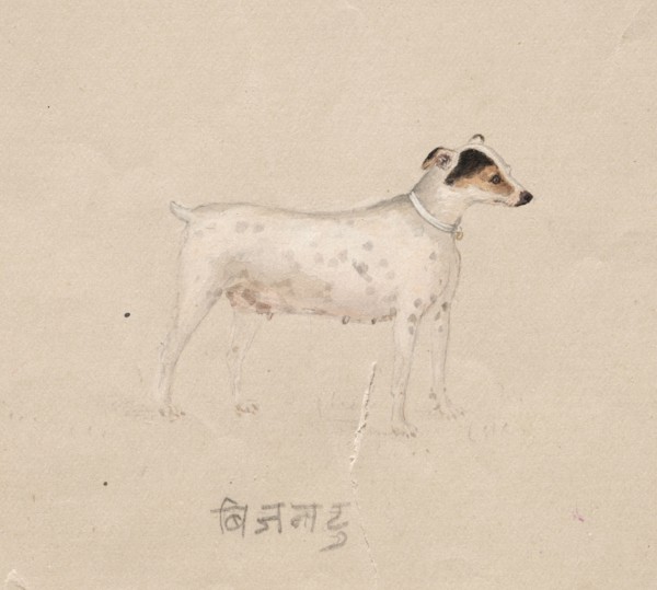 Dog, 1800s. India, Company School, 19th century. Color on paper; overall: 16.8 x 21.1 cm (6 5/8 x 8