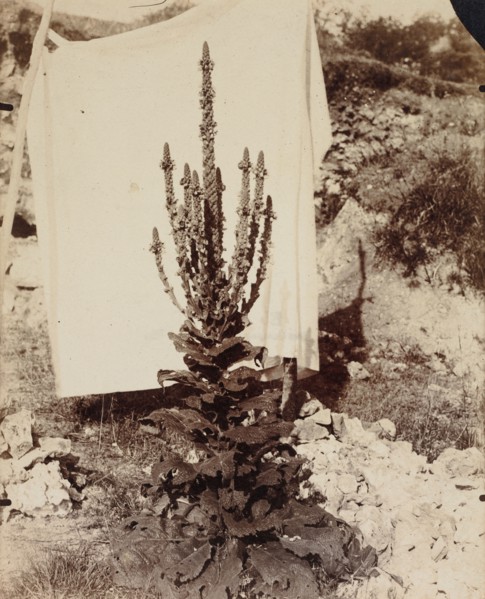 Mullein in Bloom, c. 1897-1899. Eugène Atget (French, 1857-1927). Albumen print; image: 21.8 x 17.6